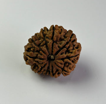 10 Mukhi Rudraksha (Premium)