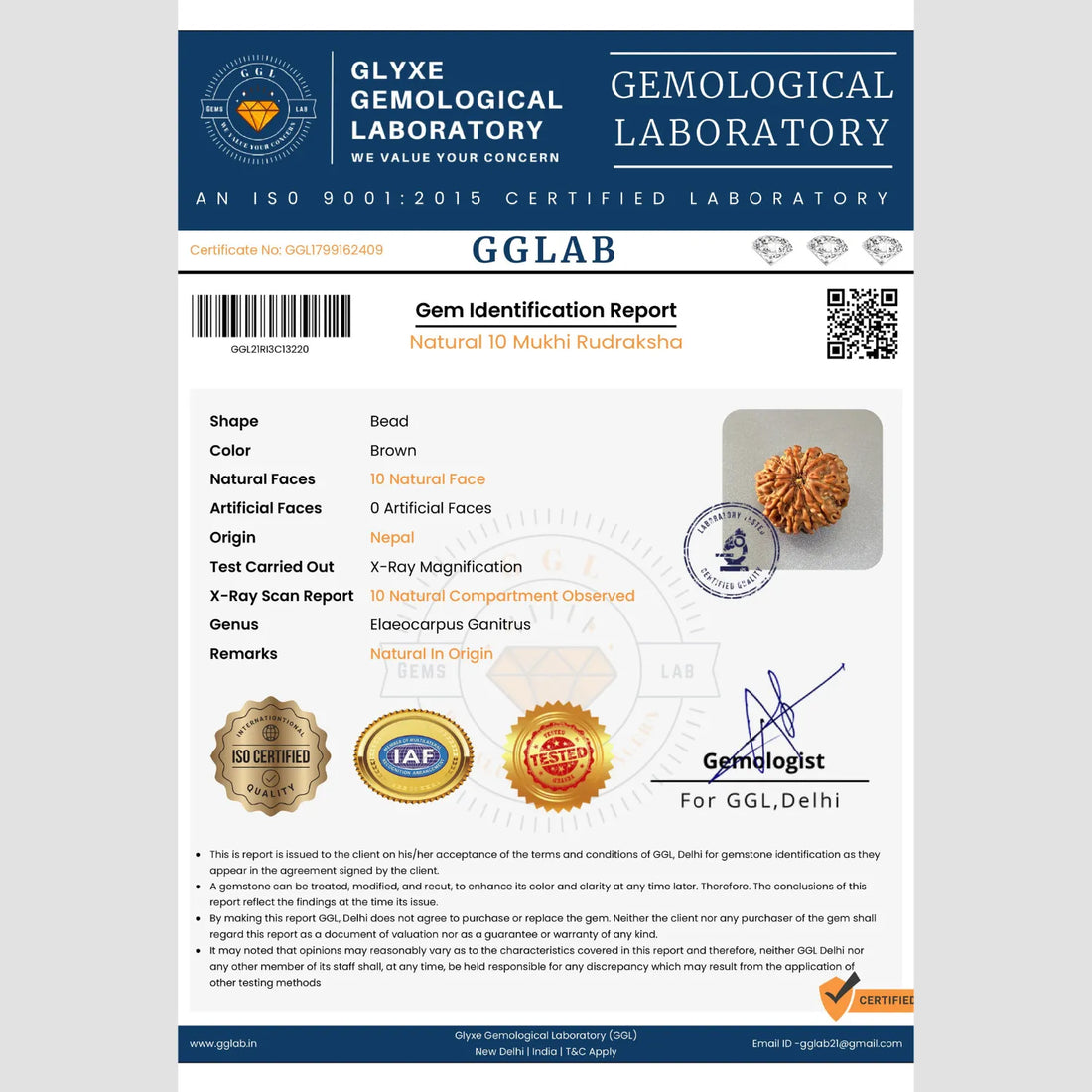 10 Mukhi Rudraksha (Premium)