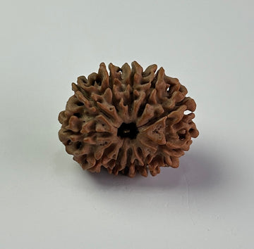 11 Mukhi Rudraksha (Premium)