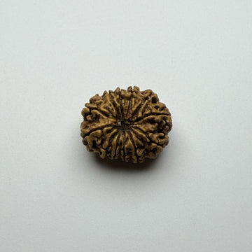 12 Mukhi Rudraksha (Classic)