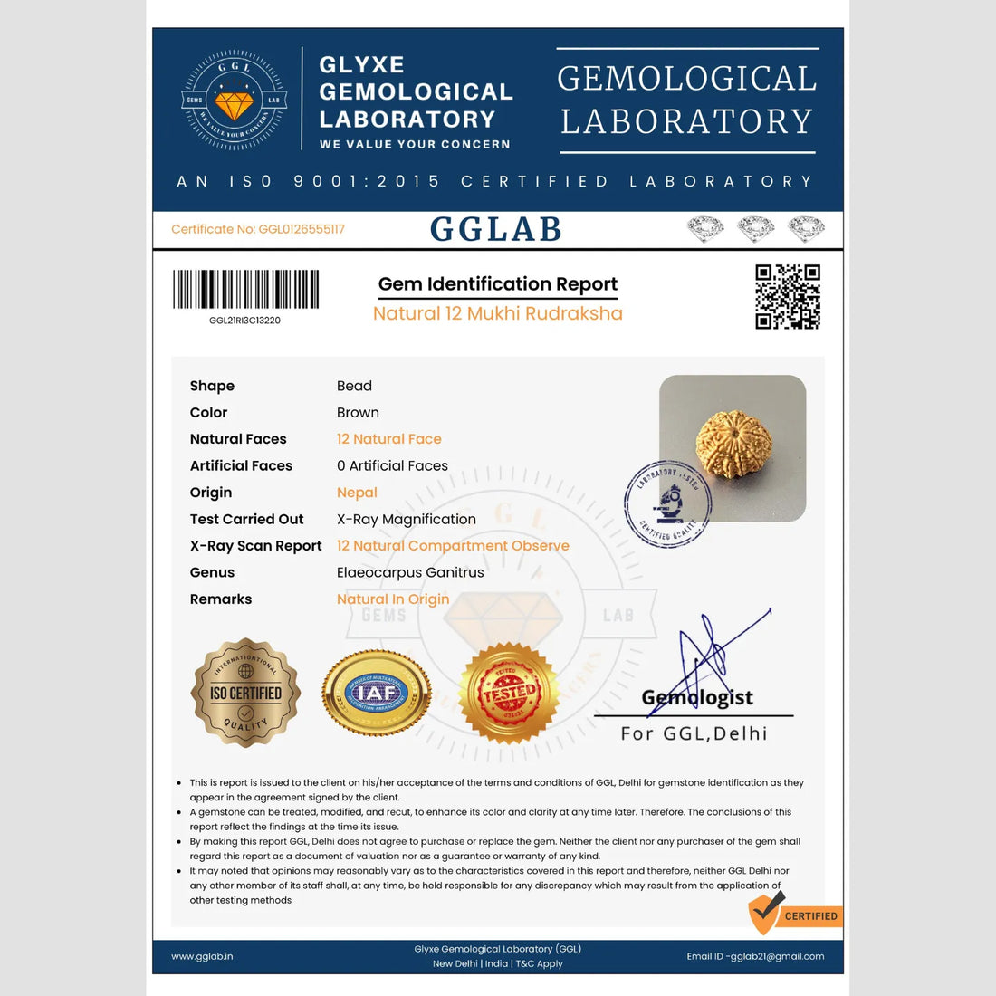 12 Mukhi Rudraksha (Classic)