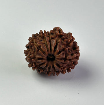 12 Mukhi Rudraksha (Premium)