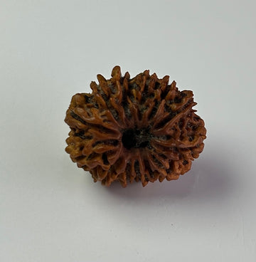 13 Mukhi Rudraksha (Premium)