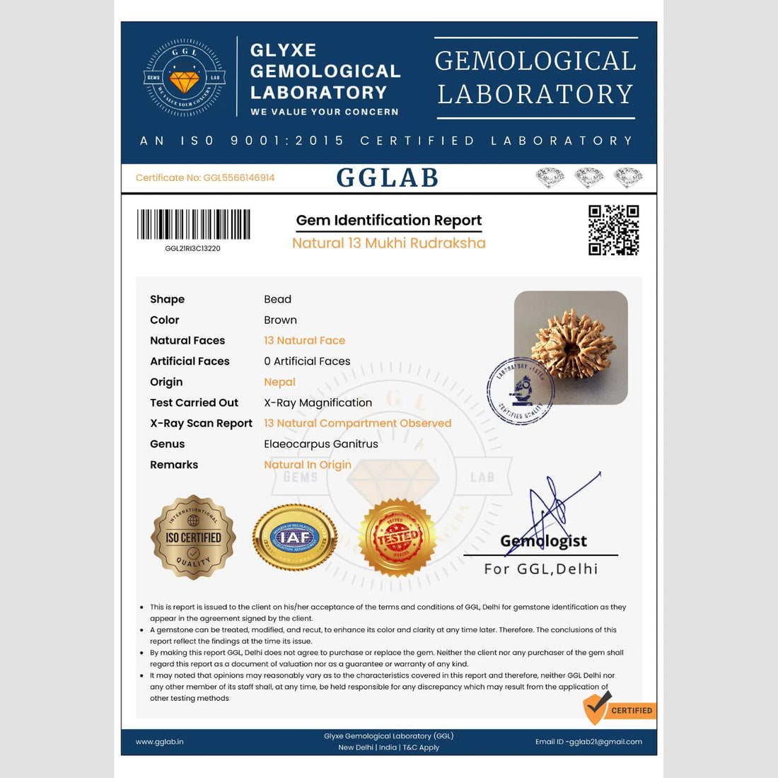 13 Mukhi Rudraksha (Premium)