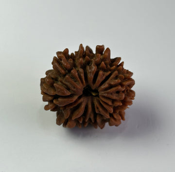 14 Mukhi Rudraksha (Premium)
