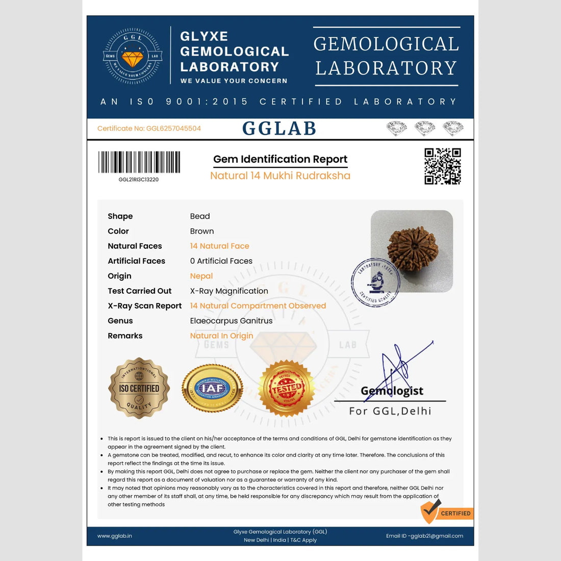 14 Mukhi Rudraksha (Premium)
