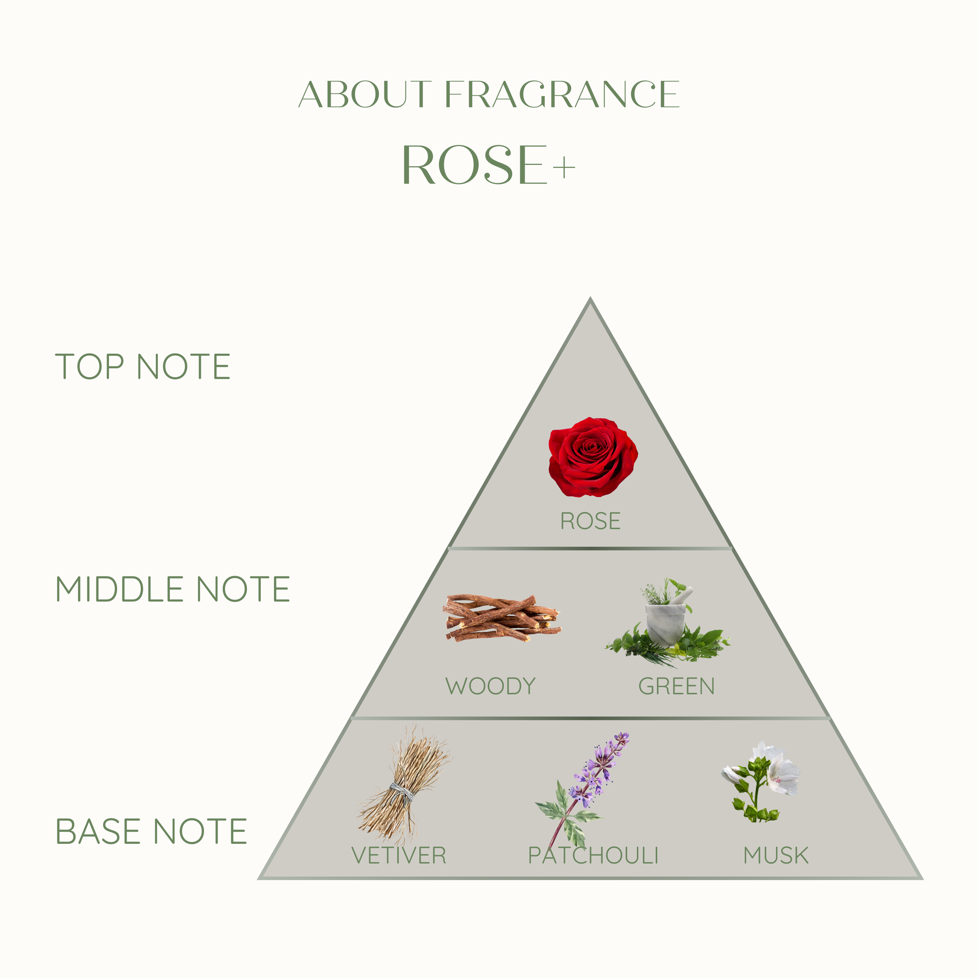 Fragrance pyramid with rose at the top note, followed by woody, green, vetiver, patchouli, and musk at the base note.