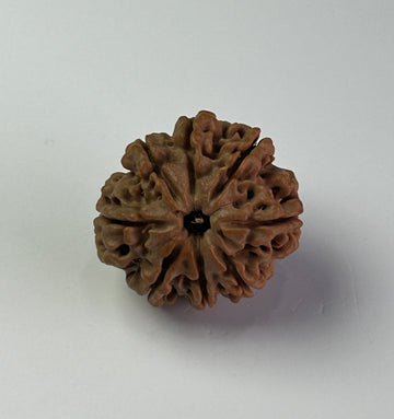 8 Mukhi Rudraksha (Premium)