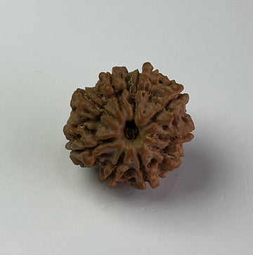 9 Mukhi Rudraksha (Premium)