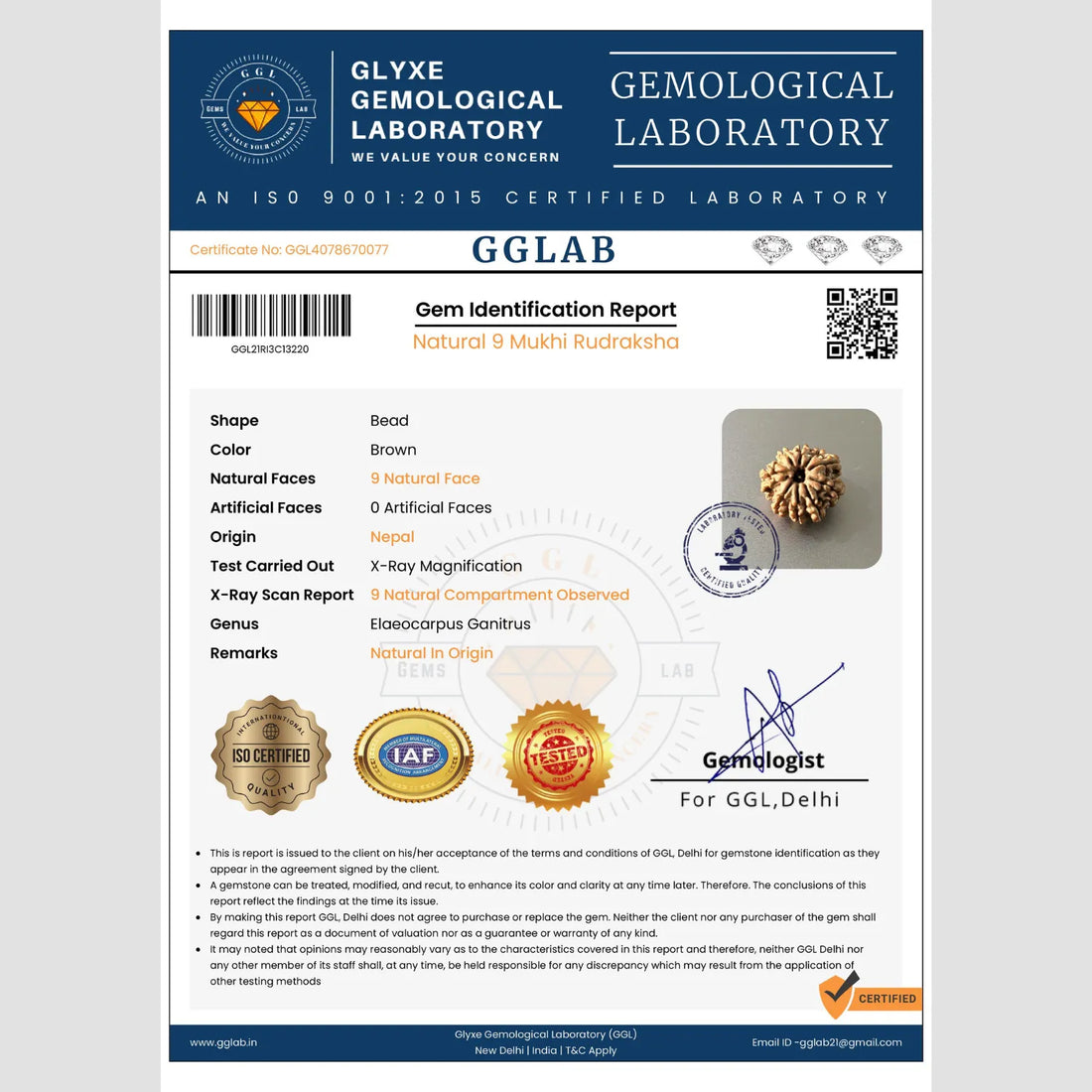 9 Mukhi Rudraksha (Premium)