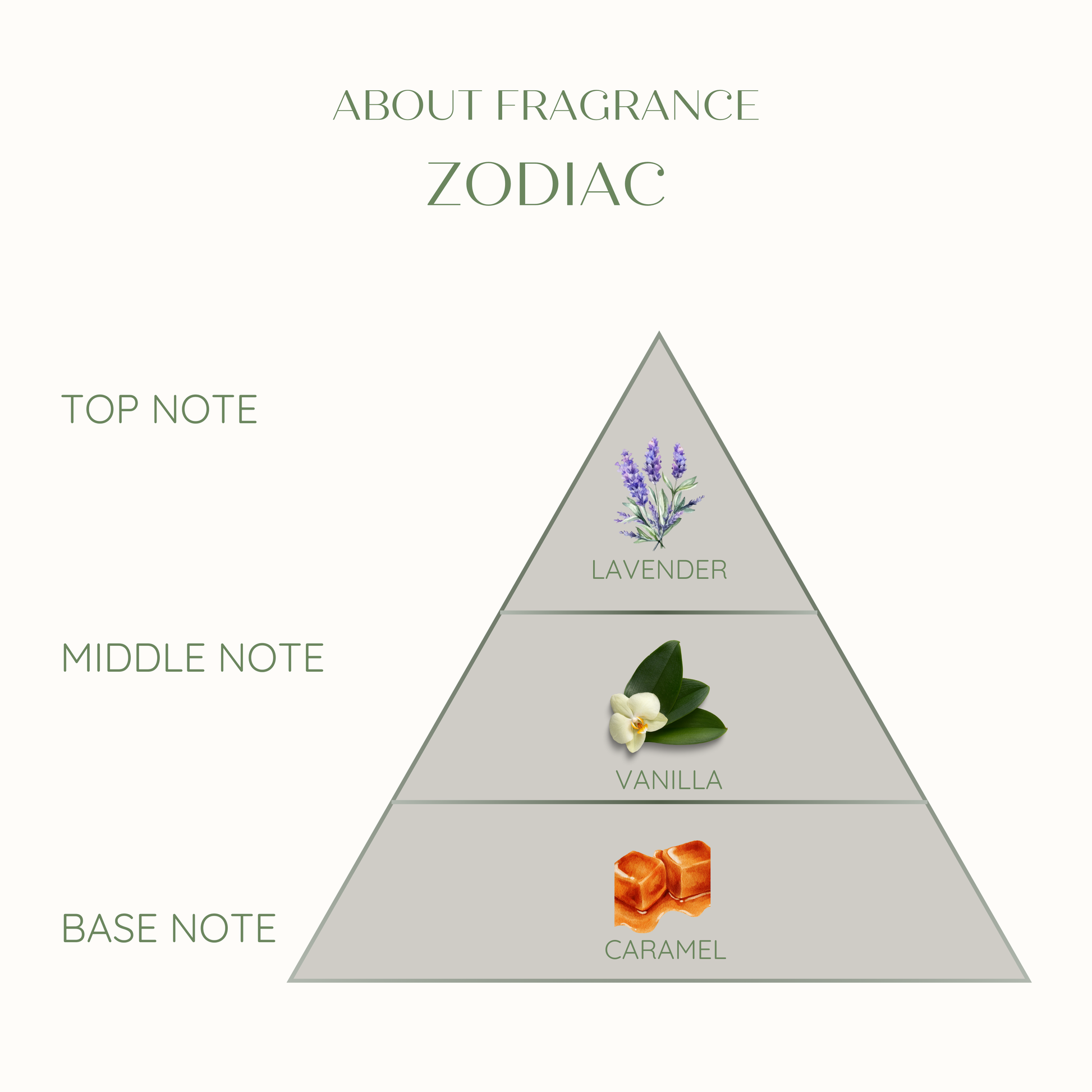 eco conscious Fragrance pyramid with lavender, vanilla, and caramel labeled on a white background