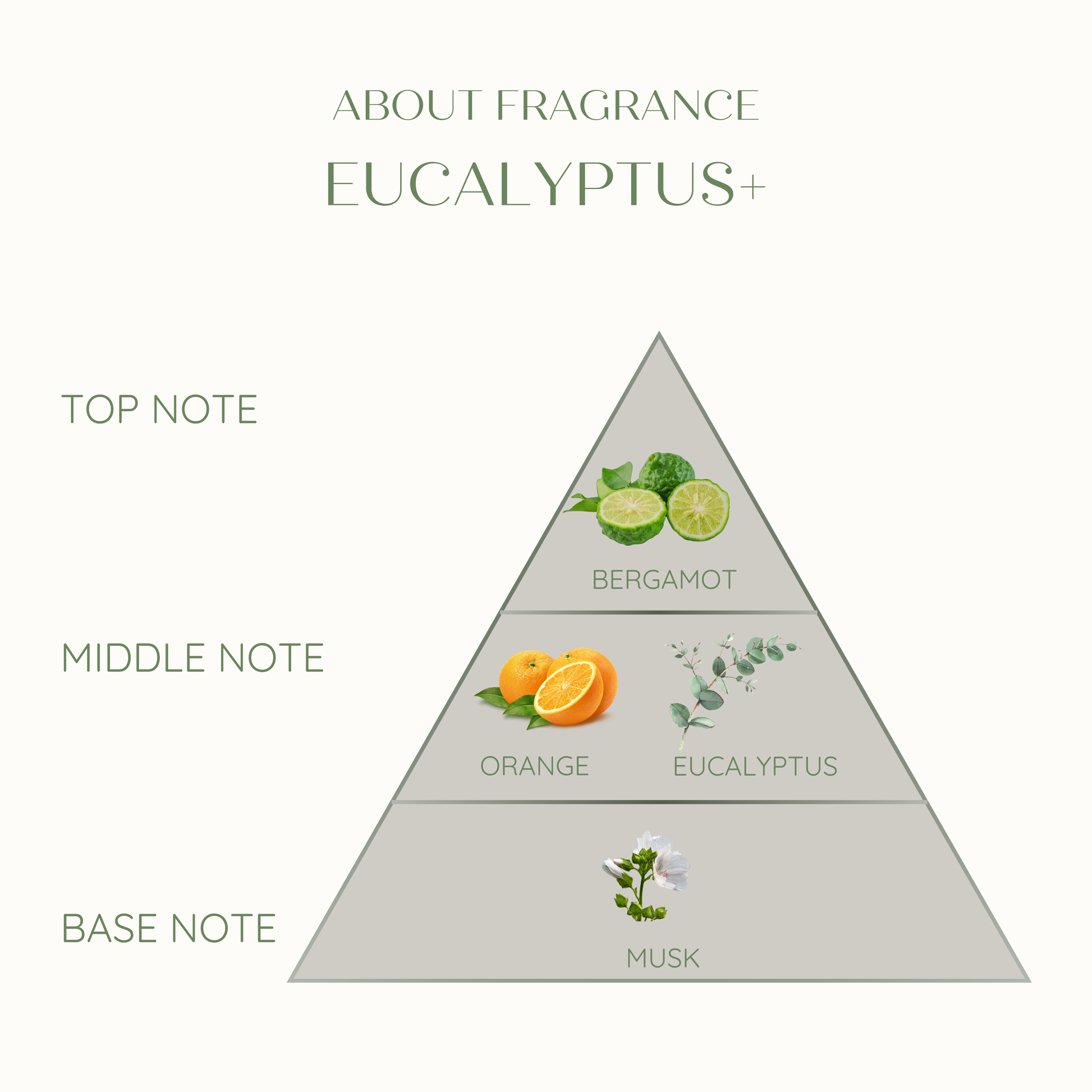 Diagram of a fragrance pyramid featuring eucalyptus notes with corresponding botanical images.
