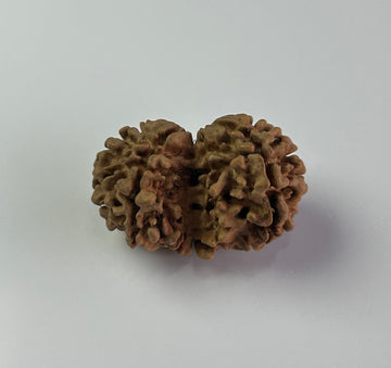 Gouri Shankar Rudraksha (Premium)