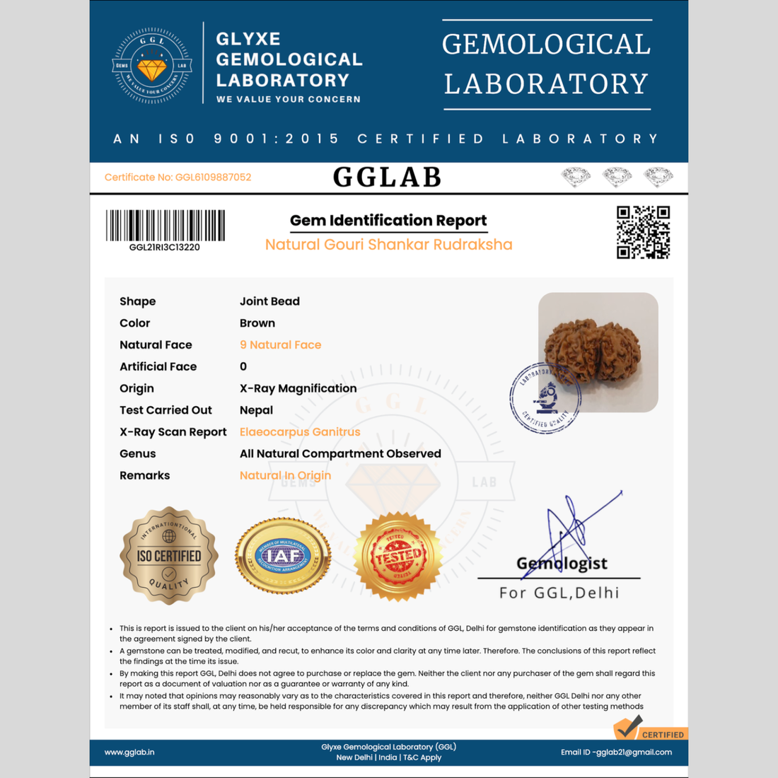 Gouri Shankar Rudraksha (Premium)