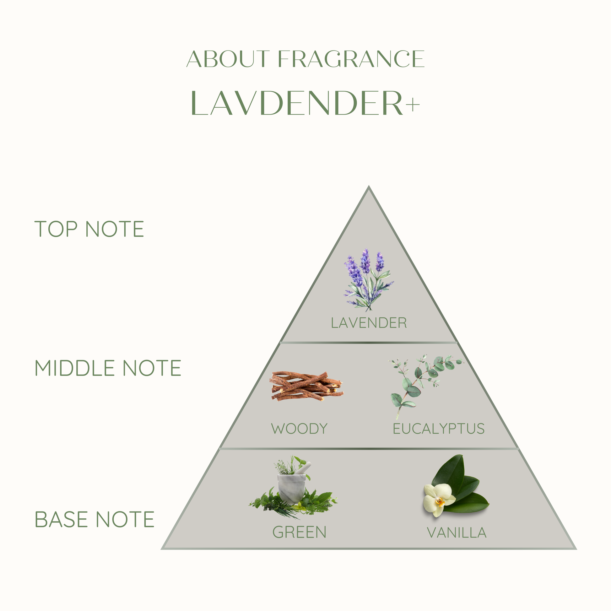 Diagram of a lavender fragrance pyramid with notes and corresponding images on a white background