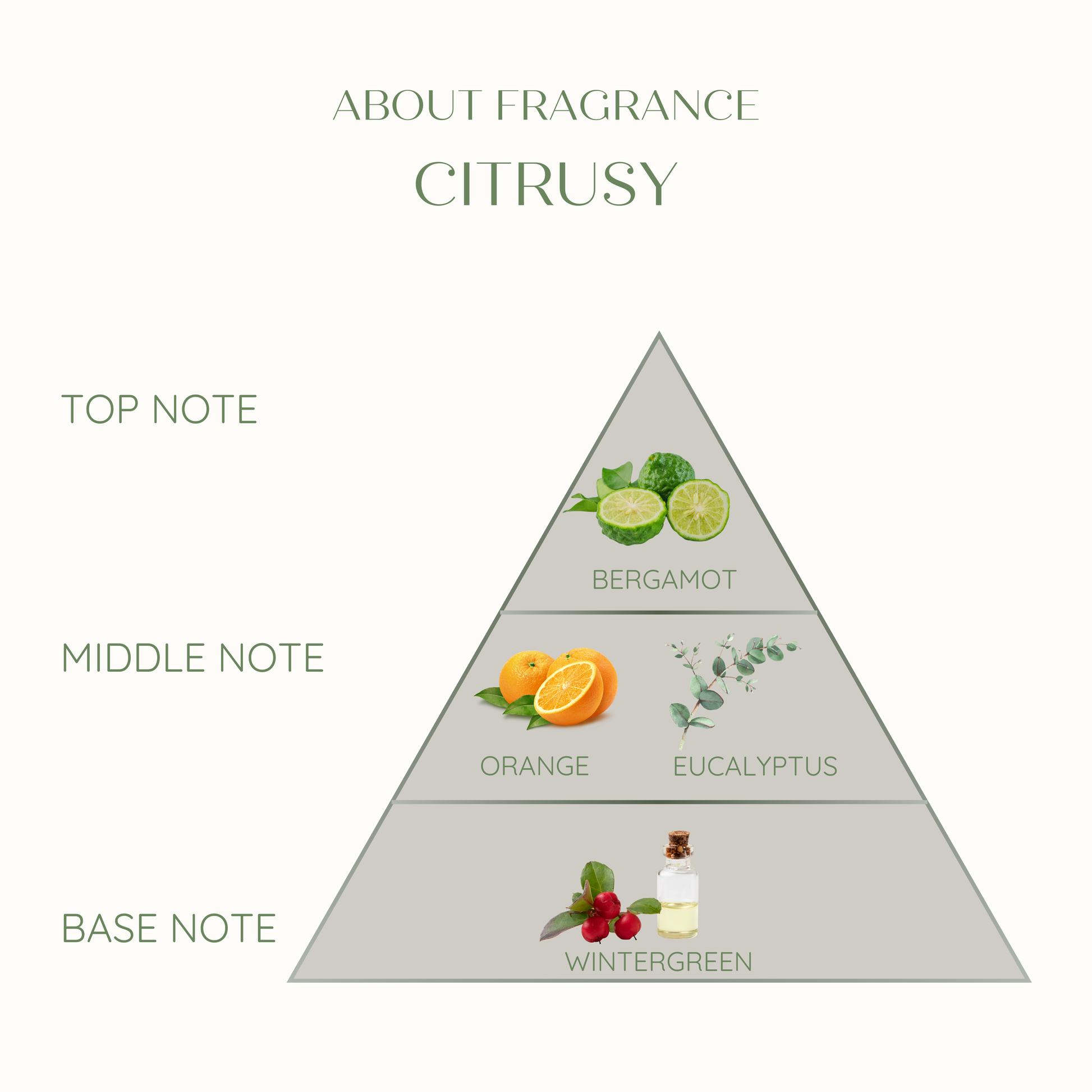 Diagram of a citrusy fragrance eco friendly candle 
pyramid with notes and corresponding botanical images.