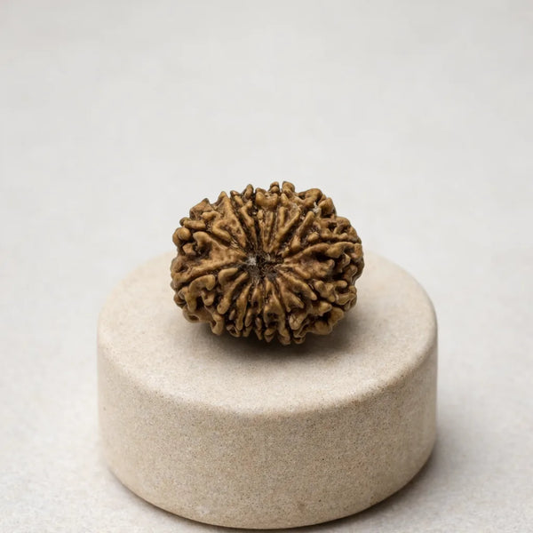 Rudraksha